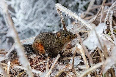 恭喜！漫画《赛博朋克2077: 夜城迷梦》获雨果奖