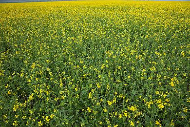 《十字军之王3》大型DLC“皇家宫廷”发售日期确定 2022年2月8日