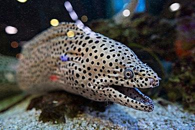 EA SPORTS公开《FIFA 23》封面运动员  KYLIAN MBAPPÉ与SAM KERR